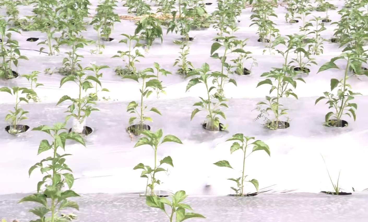 Benteng Pertahanan  Virus Gemini